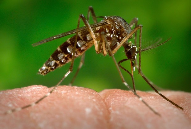 Carandaí registra primeira morte por dengue