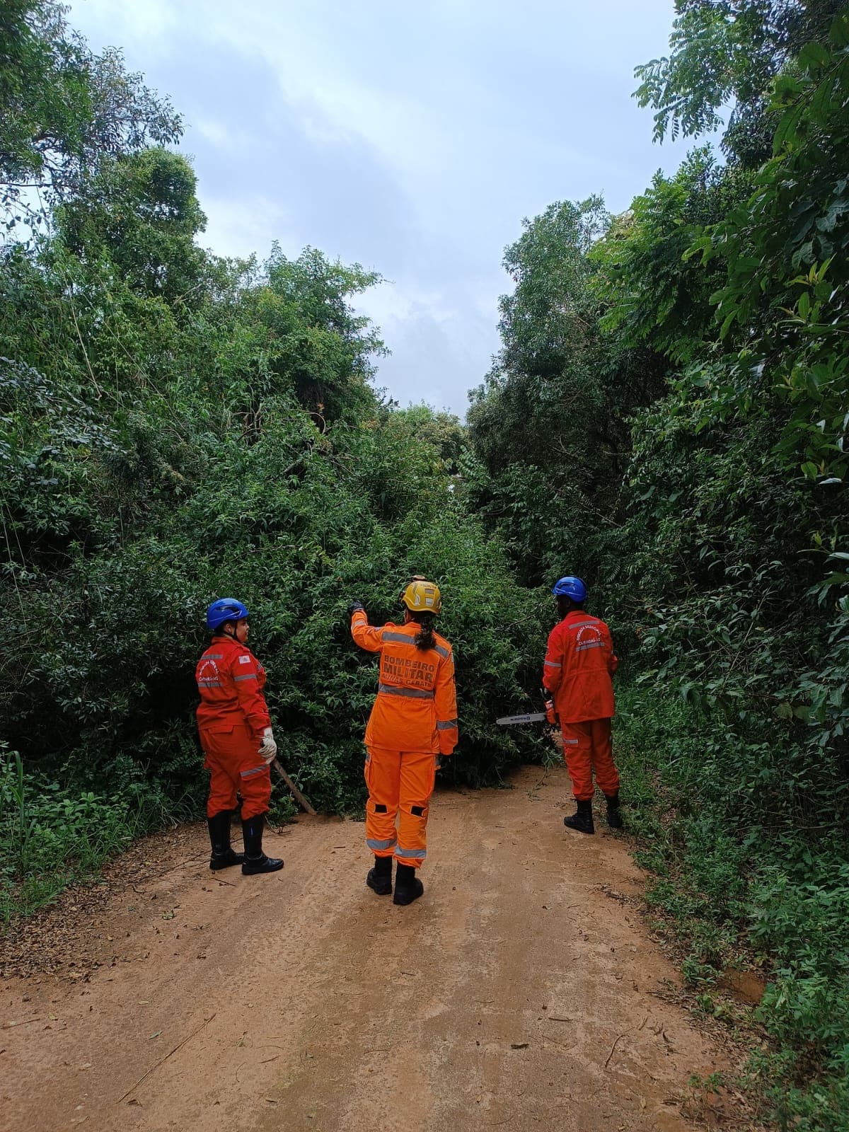 Brigada Municipal de Carandaí realiza corte de árvore e libera passagem na Estrada Real