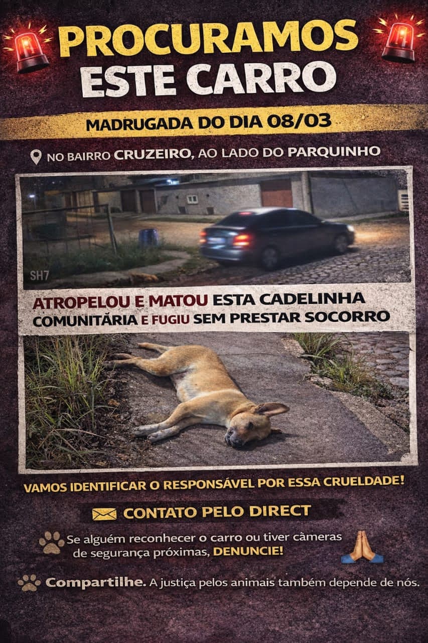 Cadela comunitária é atropelada e morta no Bairro Cruzeiro,moradores buscam identificar motorista