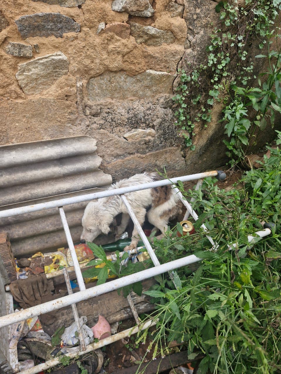 Polícia prende suspeito de maus-tratos a animais em Carandaí