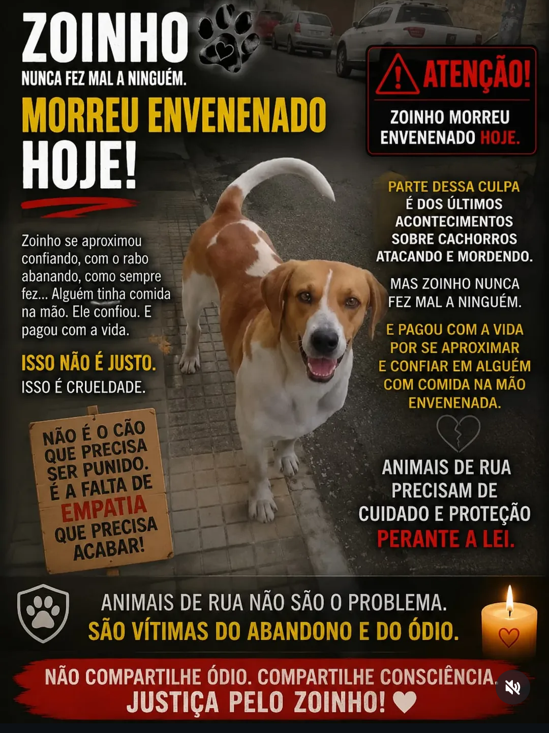 Comoção em Carandaí: cachorro de rua é envenenado e caso gera revolta entre moradores