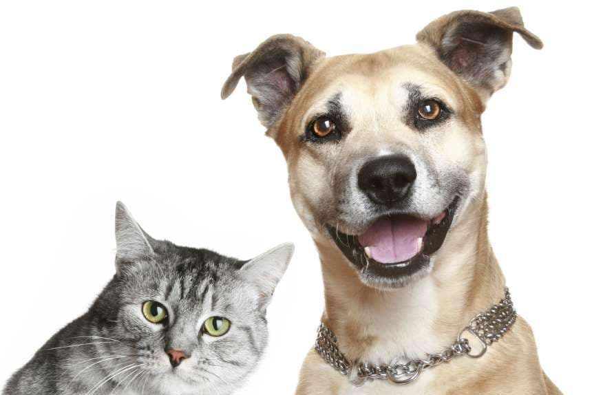 Recursos destinados à causa animal geram debate sobre atendimento em Carandaí