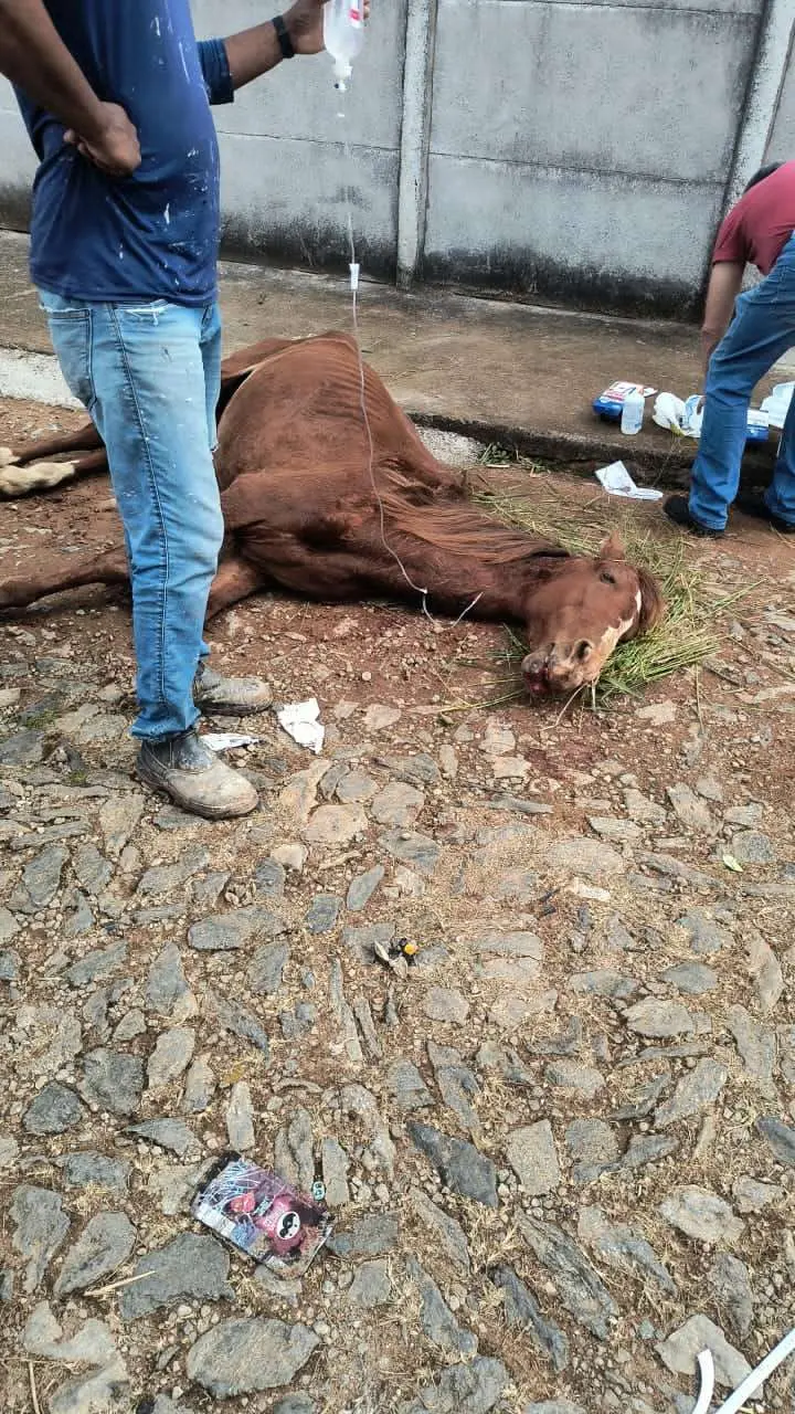 Cavalo abandonado é resgatado em estado crítico no bairro Graças, em Carandaí