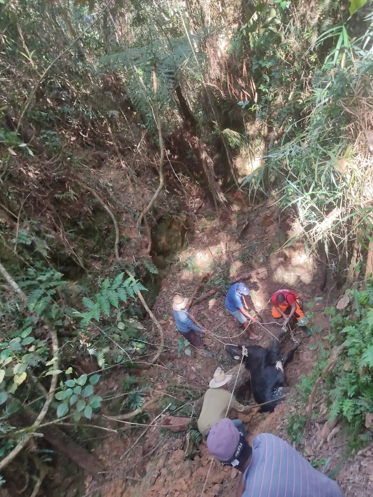 Brigada Municipal resgata boi em área de difícil acesso e atende incêndio simultaneamente em Carandaí