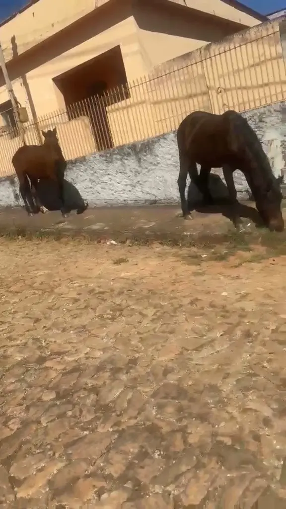Após morte de cavalo, população registra animais soltos em diversos bairros de Carandaí e cobra mais responsabilidade dos criadores