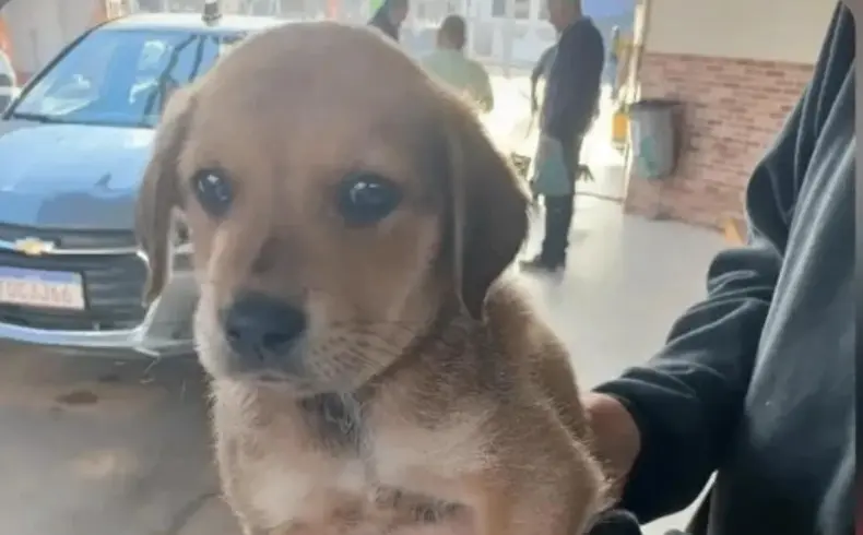 Filhote é encontrado na rodoviária de Carandaí e caso mobiliza protetores de animais