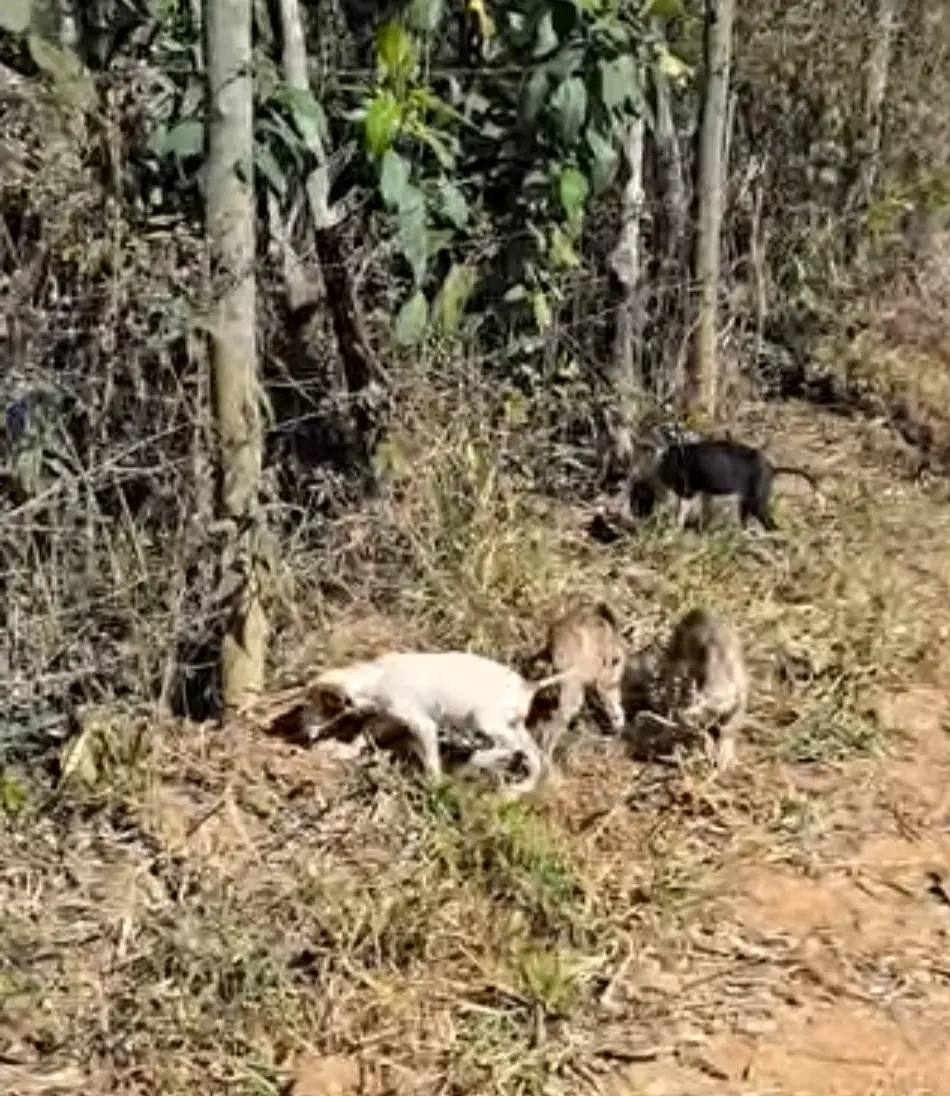 Oito filhotes de Pitbull são encontrados abandonados em estrada de terra em Hermilo Alves