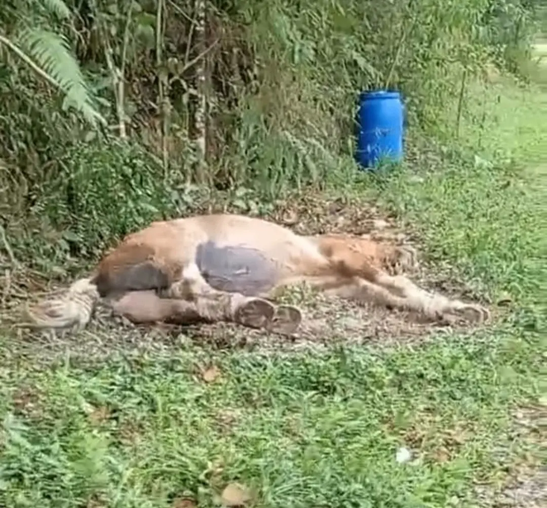 cavalo é submetido a eutanásia após maus tratos em Carandaí