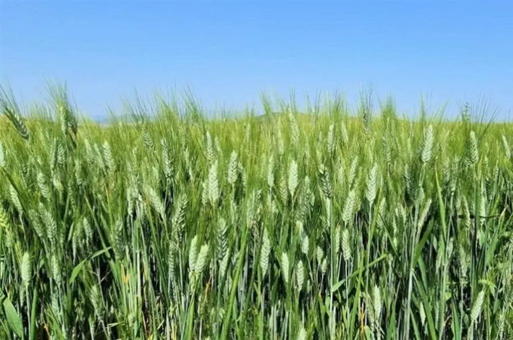 Triticale pode substituir trigo e abrir mercado para o produtor, produto foi testado em fazenda de Carandaí